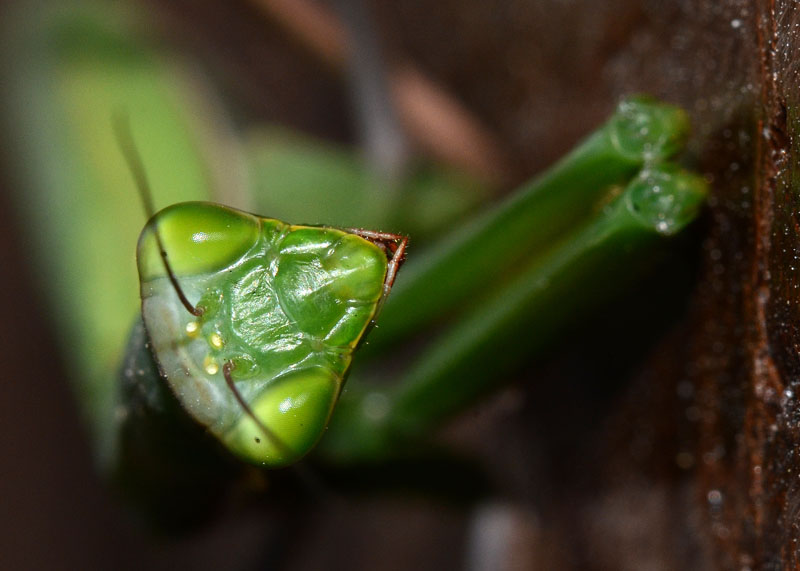 Mantis religiosa ?